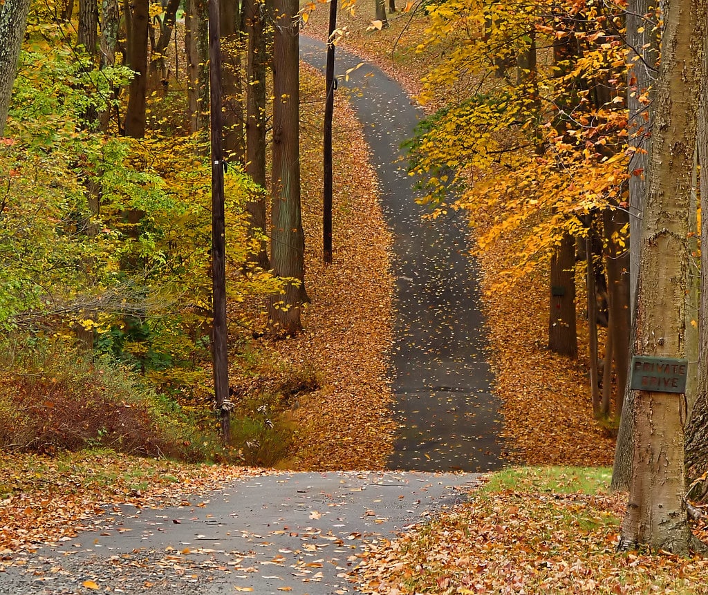 country road autumn trees
